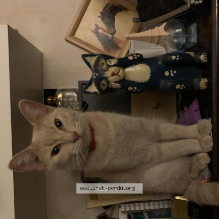 Photo de chat perdu à Muret