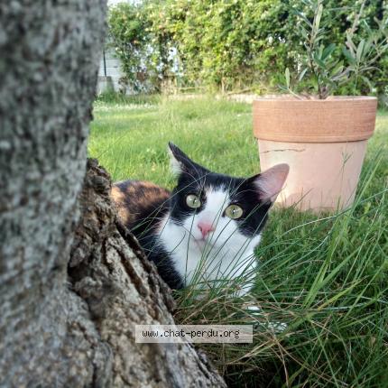Photo de chat perdu à Vendrennes