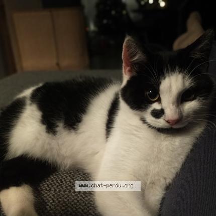 Photo de chat perdu à Aulnay Sur Iton