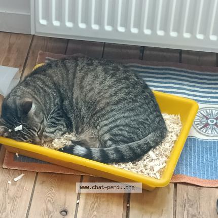 Photo 1/1 Chat retrouvé Perdu à Bellevigne en layon