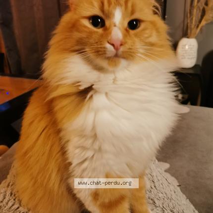 Photo 1/1 Chat retrouvé Perdu à Manneville La Raoult