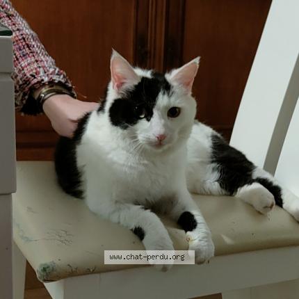 Photo 1/1 Chat retrouvé Perdu à Champagne