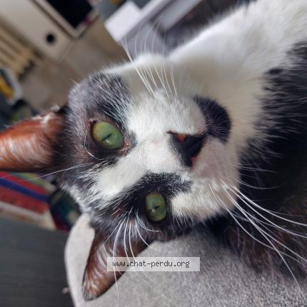 Photo de chat perdu à Evreux