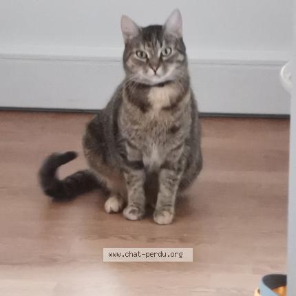 Photo de chat perdu à Bartenheim