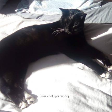 Photo 1/1 Chat retrouvé Perdu à Ezy Sur Eure