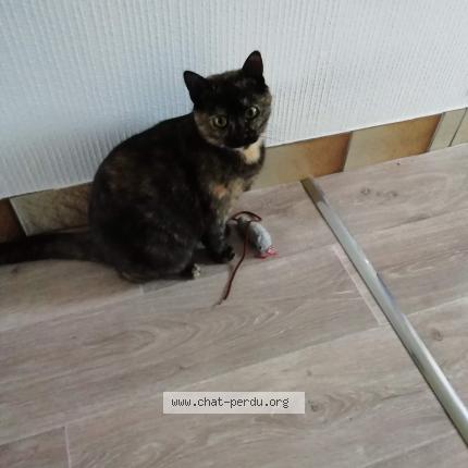 Photo de chat perdu à Maen Roch