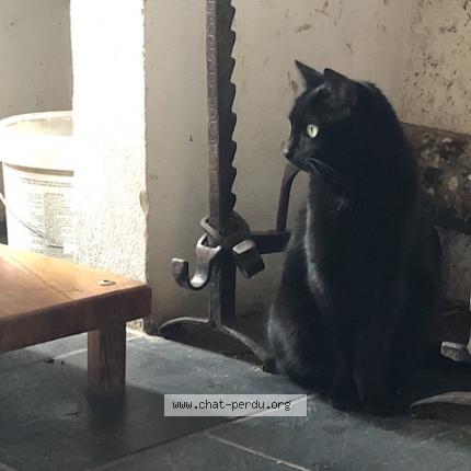 Photo 1/1 Chat retrouvé Perdu à Soulaines sur aubance