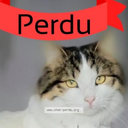 Photo de chat perdu à St Jean De Maurienne