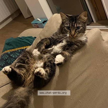 Photo de chat perdu à Sotteville Les Rouen