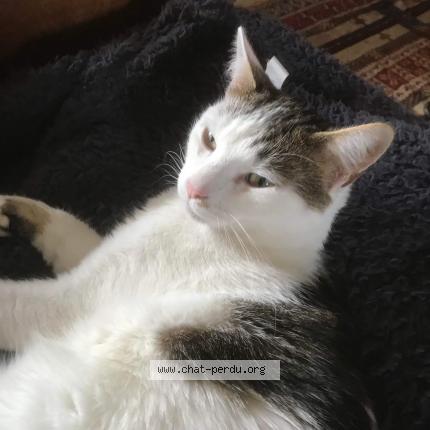 Photo de chat perdu à Cleguerec