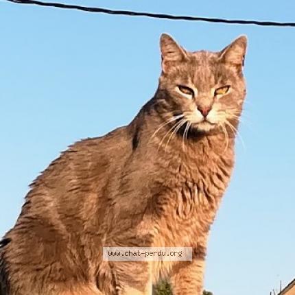 Photo 1/1 Chat retrouvé Perdu à Garchizy 58600