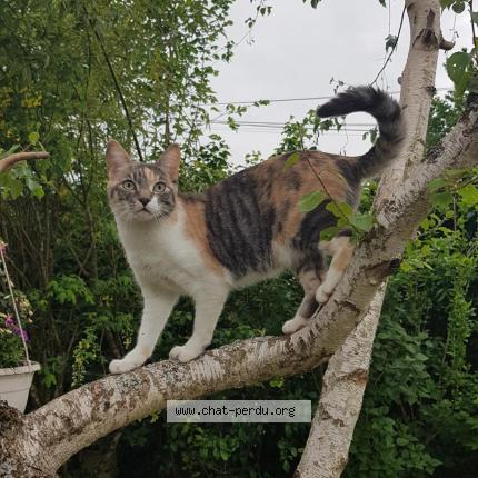 Photo de chat perdu à Amilly