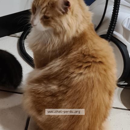 Photo de chat perdu à Heuqueville