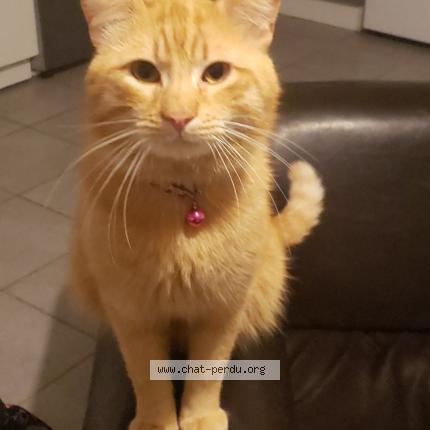 Photo de chat perdu à Bruguieres