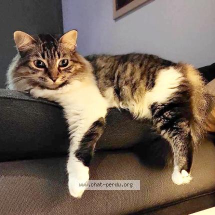 Photo 1/1 Chat retrouvé Perdu à Bayonne
