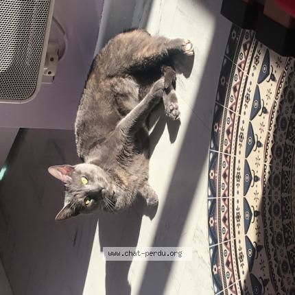 Photo de chat perdu à Guilherand Granges