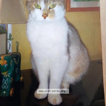 Photo de chat perdu à Saint Lo