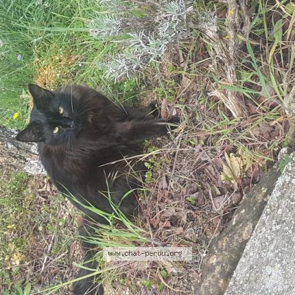 Photo 1/1 Chat retrouvé Perdu à Les Mages