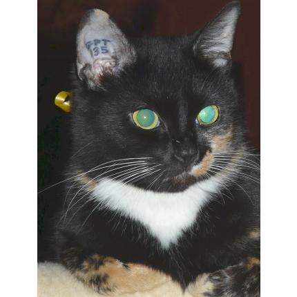 745 Methis Chat Perdu A Herouville Saint Clair Chat Perdu France 745 Methis Chat Perdu A Herouville Saint Clair Chat Perdu France