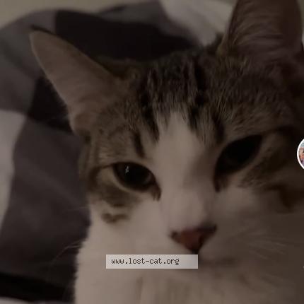 Photo 1/1 Chat retrouvé Perdu à Markham