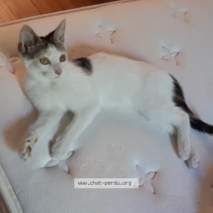 Photo 1/1 Chat retrouvé Perdu à Villeparisis