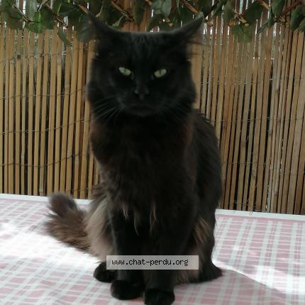 Photo de chat perdu à Arcueil