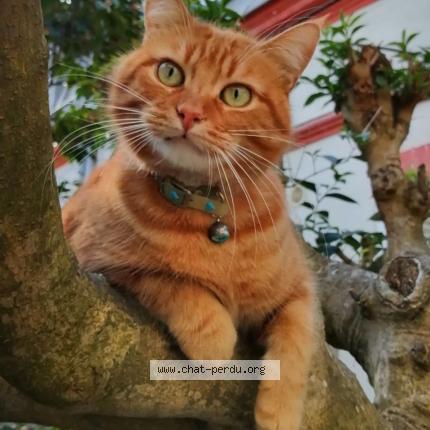 Photo 1/1 Chat retrouvé Perdu à Toulouse
