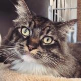 Photo de chat perdu à New Westminster