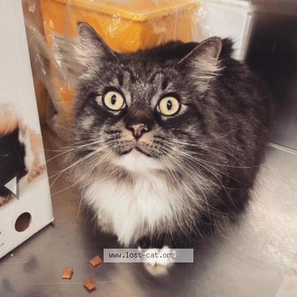 Photo 2/3 Chat retrouvé Perdu à New westminster