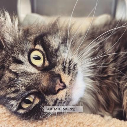 Photo 3/3 Chat retrouvé Perdu à New westminster