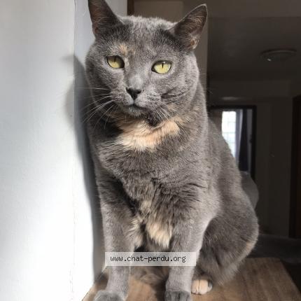 Photo 1/1 Chat retrouvé Perdu à Auxerre