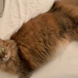 Photo de chat perdu à Montigny Le Bretonneux