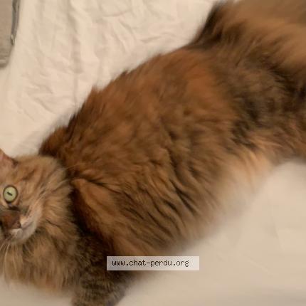 Photo 1/1 Chat retrouvé Perdu à Montigny le bretonneux