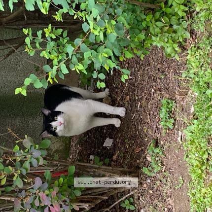 Photo 1/1 Chat retrouvé Trouvé à Paris