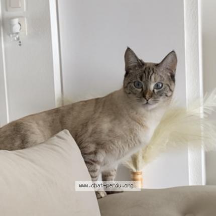 Photo 1/1 Chat retrouvé Perdu à Toulouse