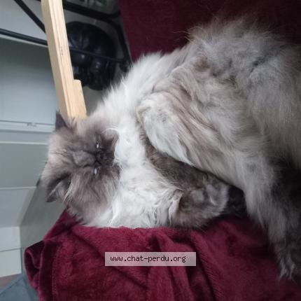 Photo 1/1 Chat retrouvé Perdu à Saint Nazaire