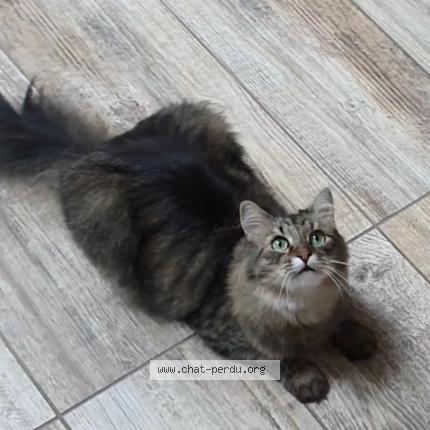 Photo de chat perdu à Lyon