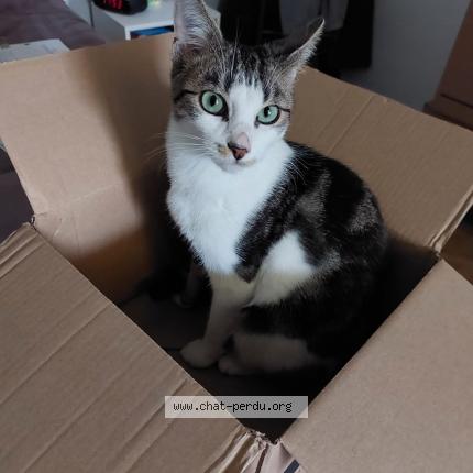 Photo 1/1 Chat retrouvé Perdu à Alfortville