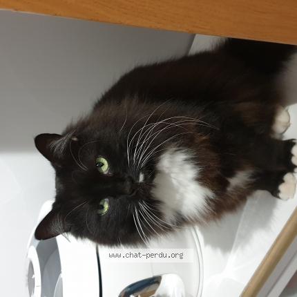 Photo 1/1 Chat retrouvé Perdu à Cambrai