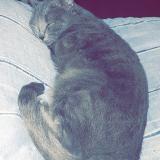 Photo de chat perdu à Angers