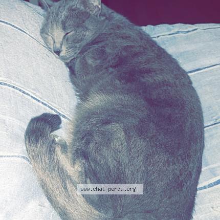 Photo 1/1 Chat retrouvé Perdu à Angers