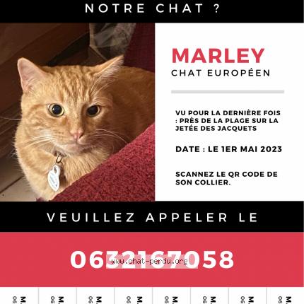 Photo de chat perdu à Cap Ferret