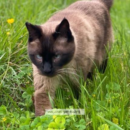 Photo de chat perdu à Bordeaux