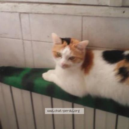Photo 1/1 Chat retrouvé Perdu à Romans Sur Isere 26100