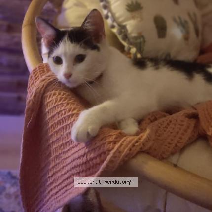 Photo 1/1 Chat retrouvé Trouvé à Saint Jean Le Blanc