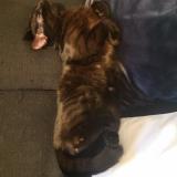 Photo de chat perdu à Le Chesnay