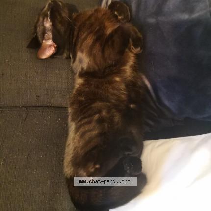 Photo 1/1 Chat retrouvé Perdu à Le chesnay