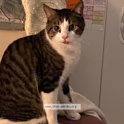 Photo de chat perdu à Bordeaux