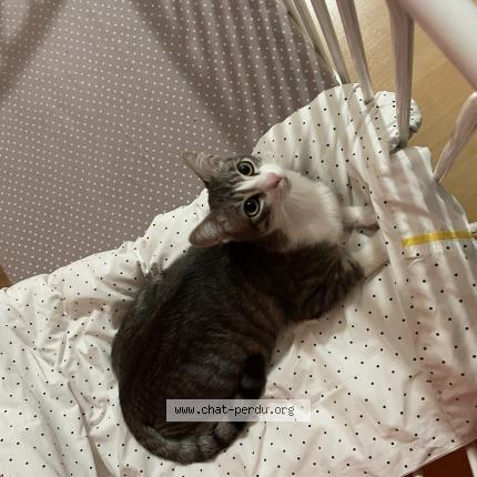 Photo de chat perdu à Maisoncelles En Brie