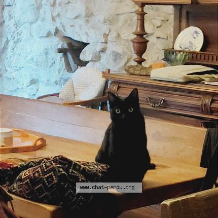 Photo de chat perdu à Bordeaux